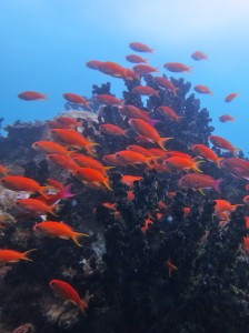 キンギョハナダイ