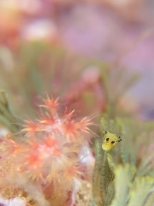 コミドリリュウグウウミウシ