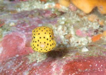 ミナミハコフグ幼魚