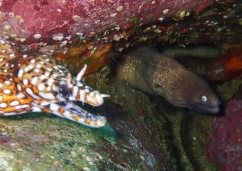 トラウツボとサビウツボ