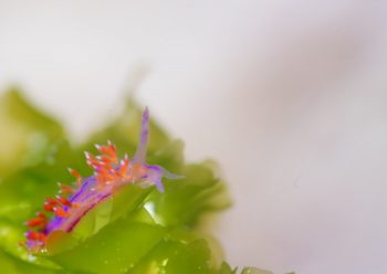 セスジミノウミウシ