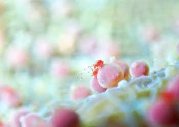 アヤニシキの抱卵