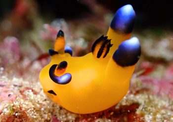 ウデフリツノザヤウミウシ