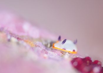 フジナミウミウシ